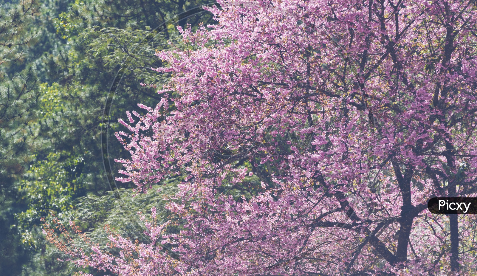 Beautiful pink Sakura cherry blossom, Chiang Mai, Thailand