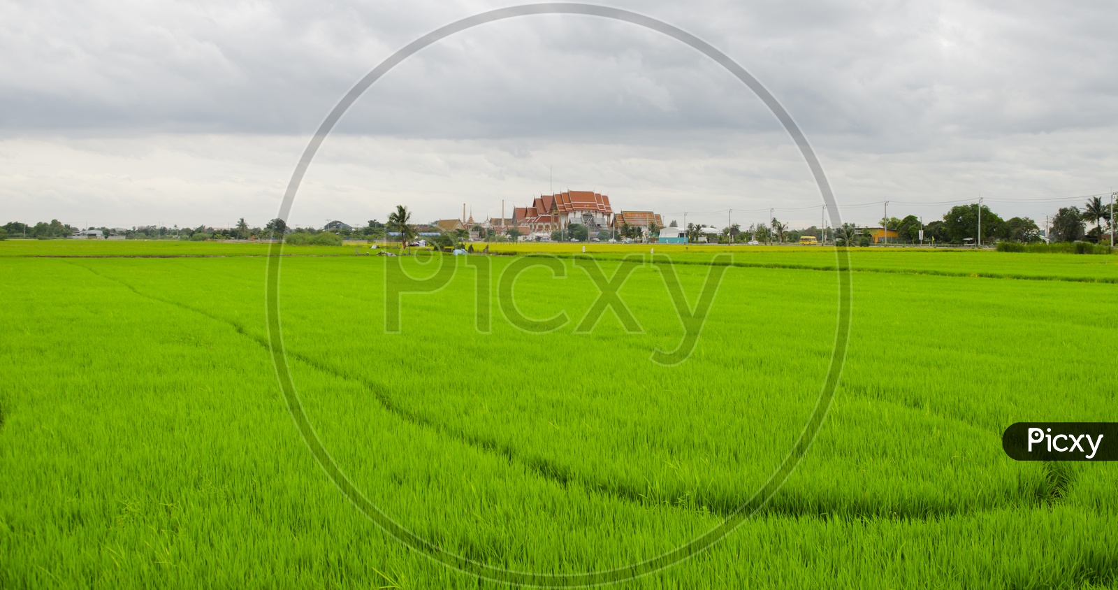 Green Paddy Or Rice Fields