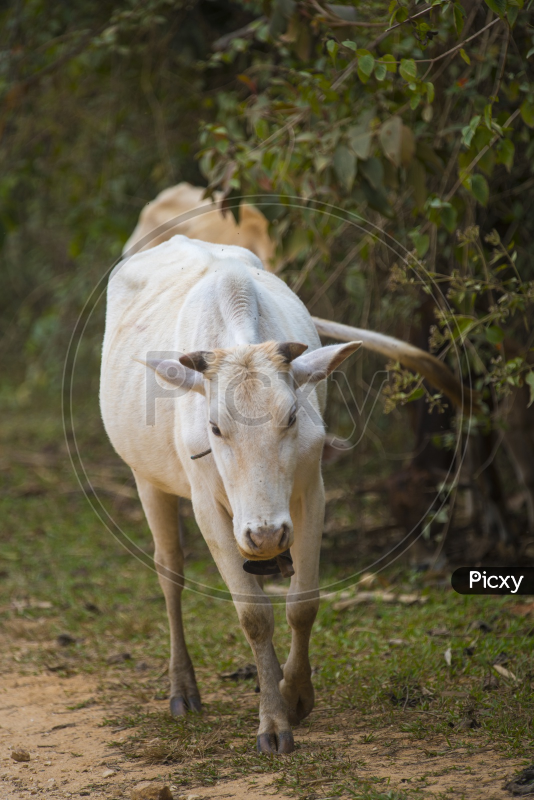 A cow - Cattle Hindu Brazil in farm field, Thailand