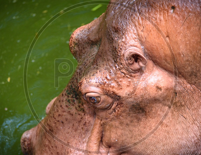 Head Closeup Of a Hippopotamus With Eyes