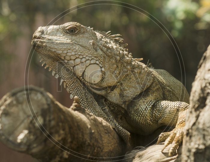 Closeup Iguana Lizard