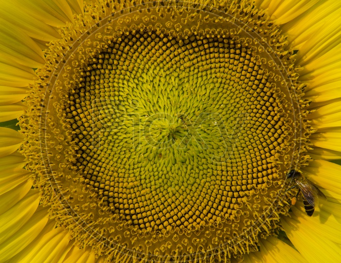 Sunflower Seeds In a Flower Closeup  Forming a background