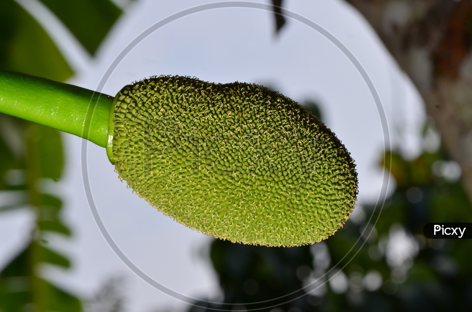 Green jackfruit on tree  Local fruit of Thailand
