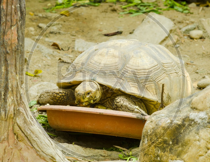 Turtle Or Tortoise In a Zoo