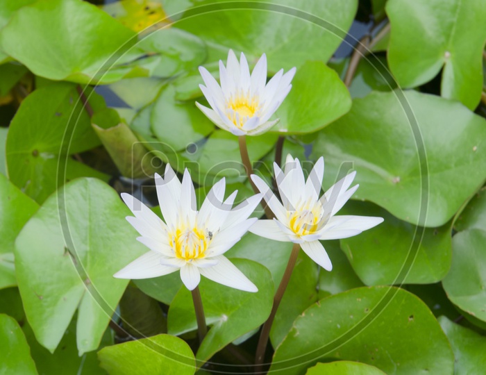 white lotus  Flower In a Pond
