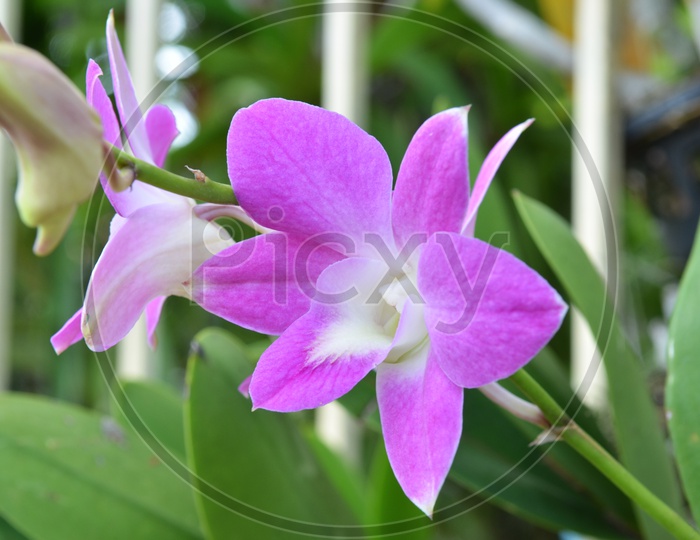 purple flowers or Laelia Anceps FLowers