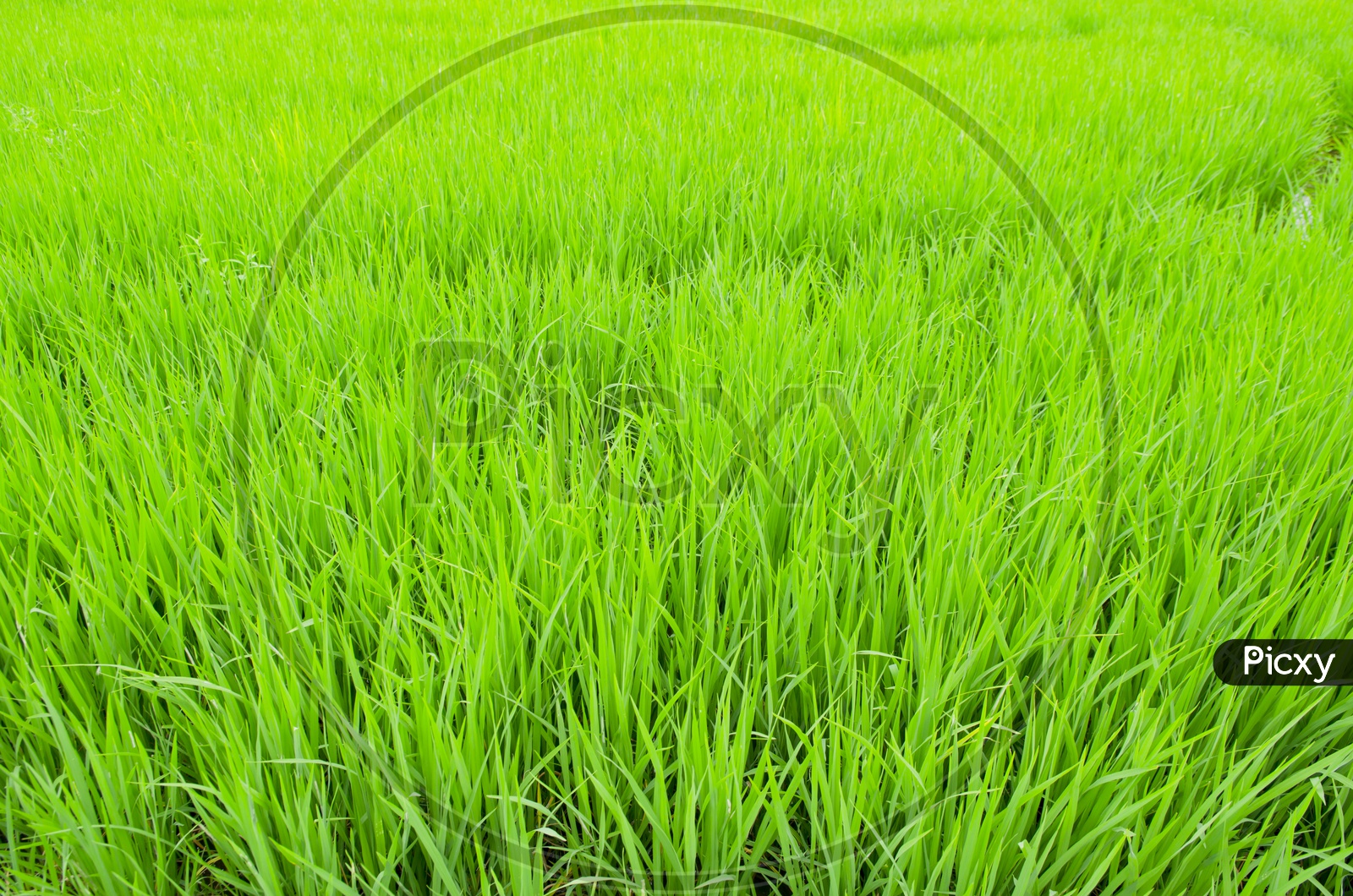 Rice Or Paddy Spikelets In a Paddy Farm Field