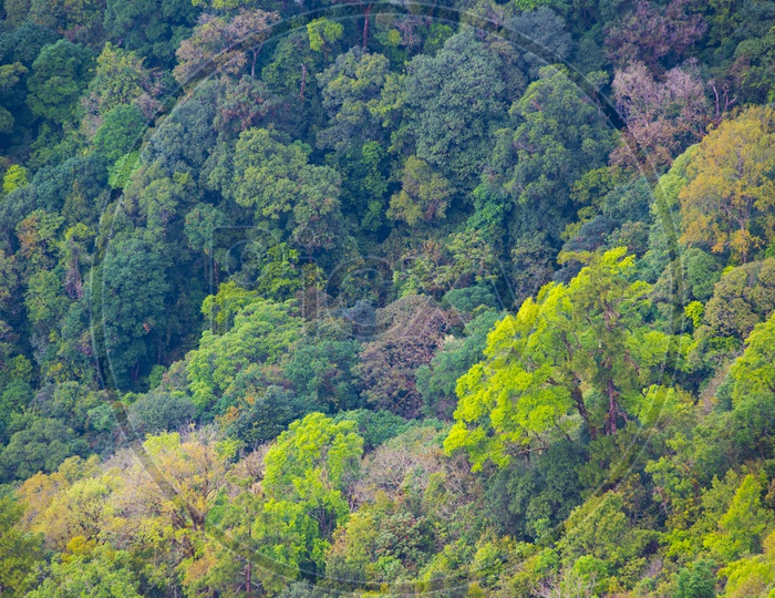 Bird eyes view of Trees, and greenery of a deep forest
