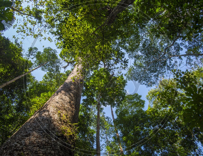 Big trees lower view in tropical forest in Thailand national park