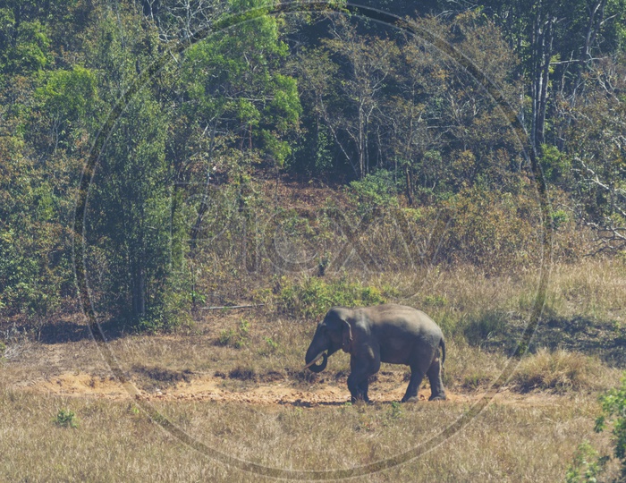 Big Asian wild elephant at Khao Yai National Park,Thailand