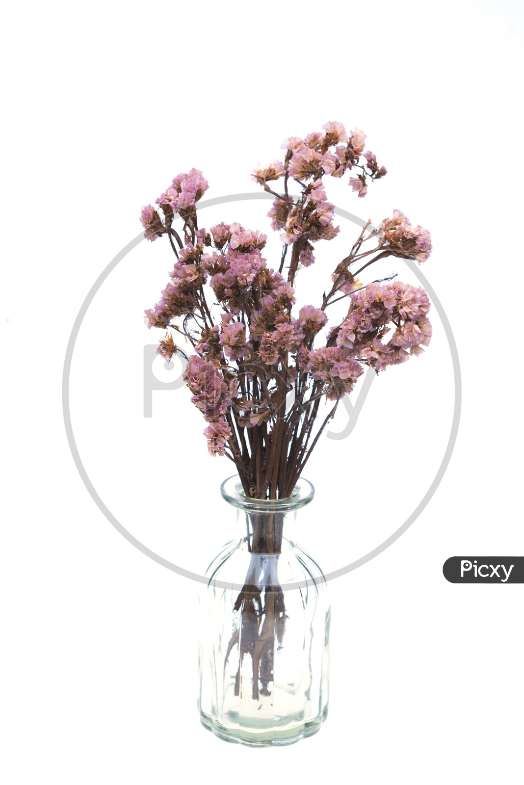 Dried pink flowers in a glass vase isolated on white background