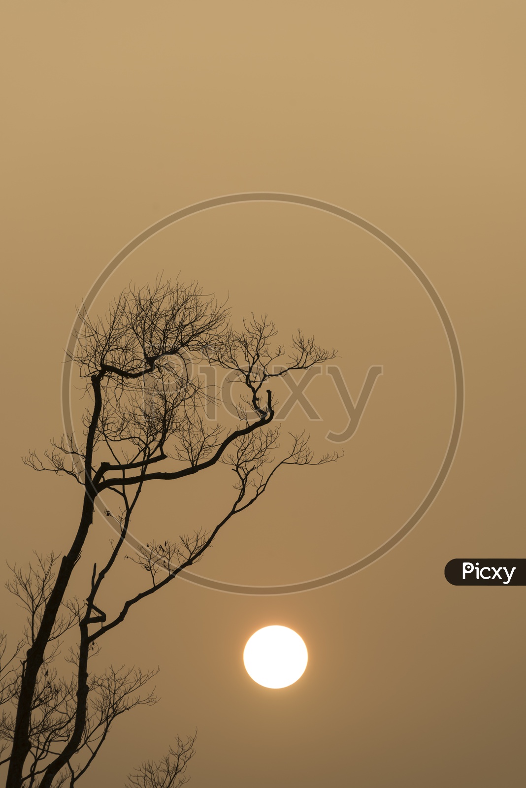 Silhouette Of Leaf less Tree Over Sunset  Sun Background
