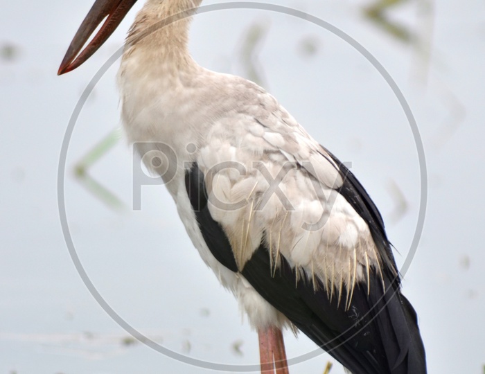 Open billed Stork bird or Anastomus oscitans in Lake water Closeup