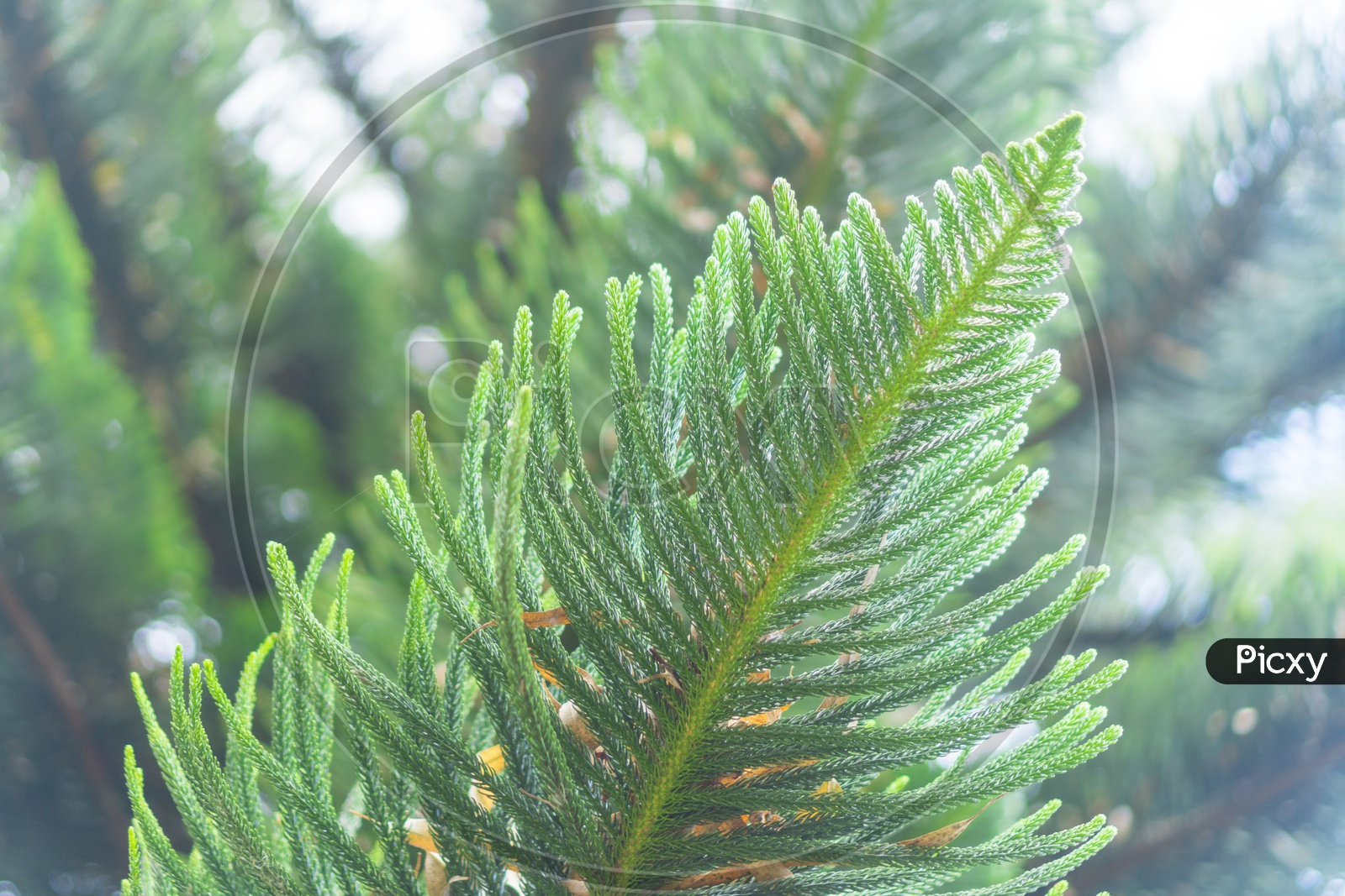 Pine tree Leafs Forming a Background