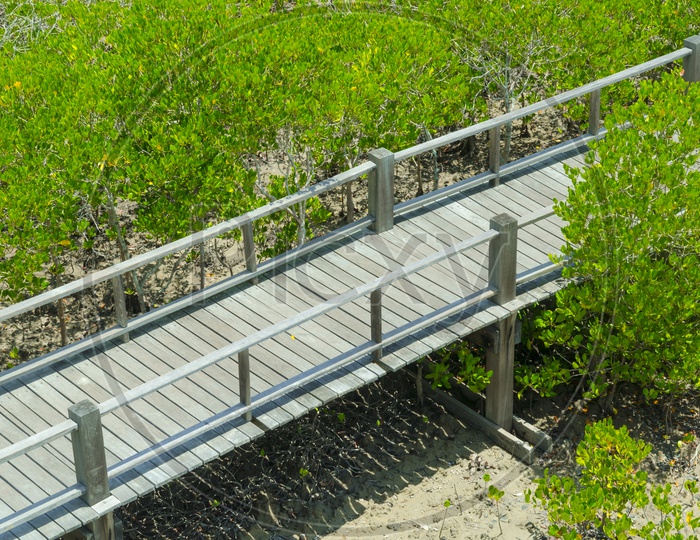 Aerial View of Walkways In mangrove Forests On Wooden bridges