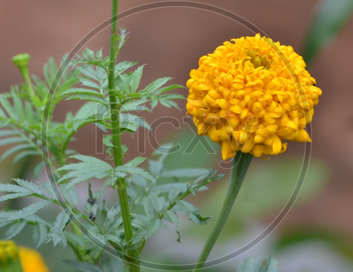 Marigold Flower Blooming on plant