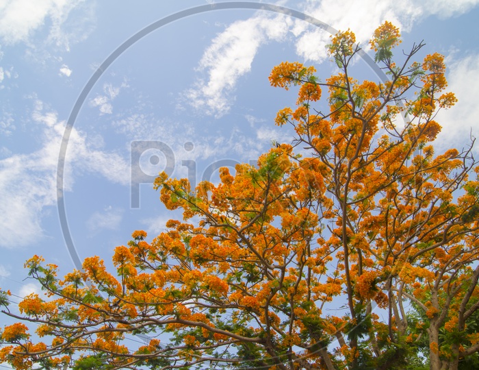 Delonix Regia Tree With Flowers Over blue sky