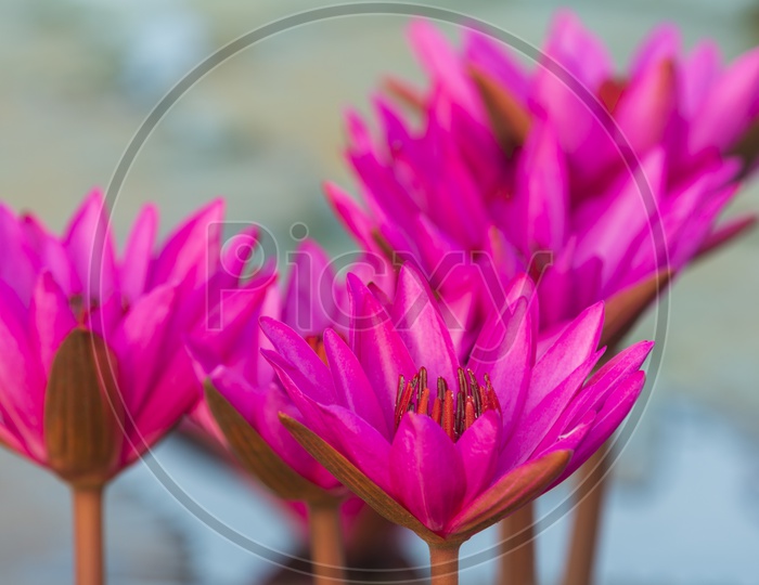 Pink Lotus Flower Closeup Forming a Background