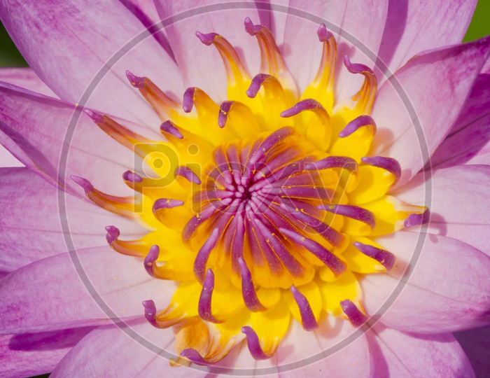 Close up of pink water lily, Macro shot
