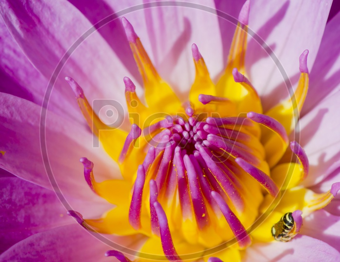 Pink Lotus Flower Closeup with Pollen Grains Detailing