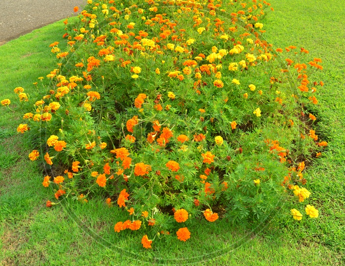 Marigold Flowers Blooming on Plants  in a Garden