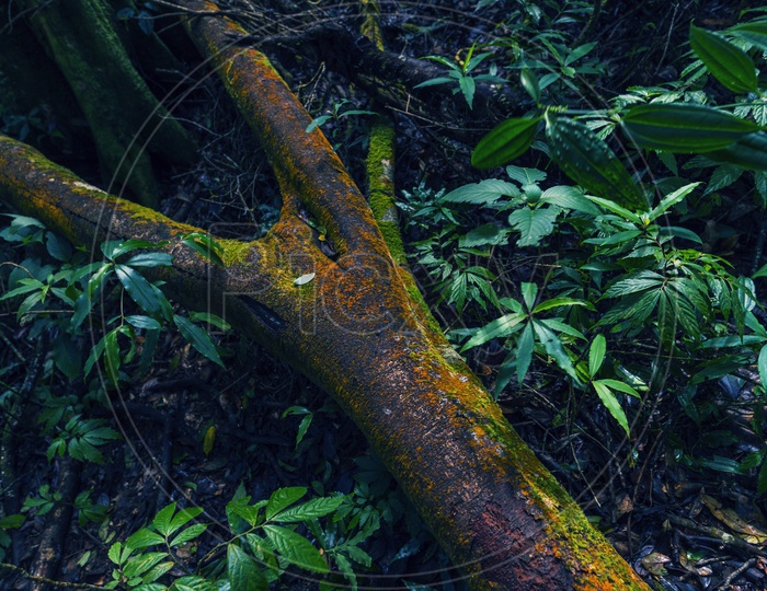 Green & Yellow fungus on a tree bark