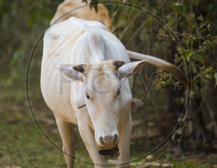 A cow - Cattle Hindu Brazil in farm field, Thailand