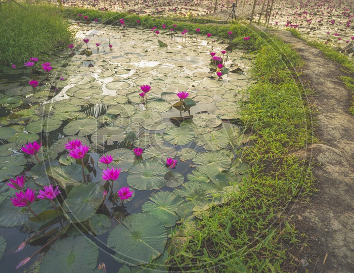 Lotus Lake With Pink Lotus Flowers at  Nakhonnayok  in Thailand