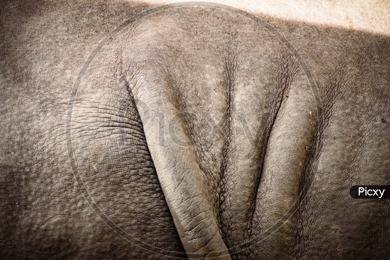 Folded Skin Of a Rhinoceros Closeup