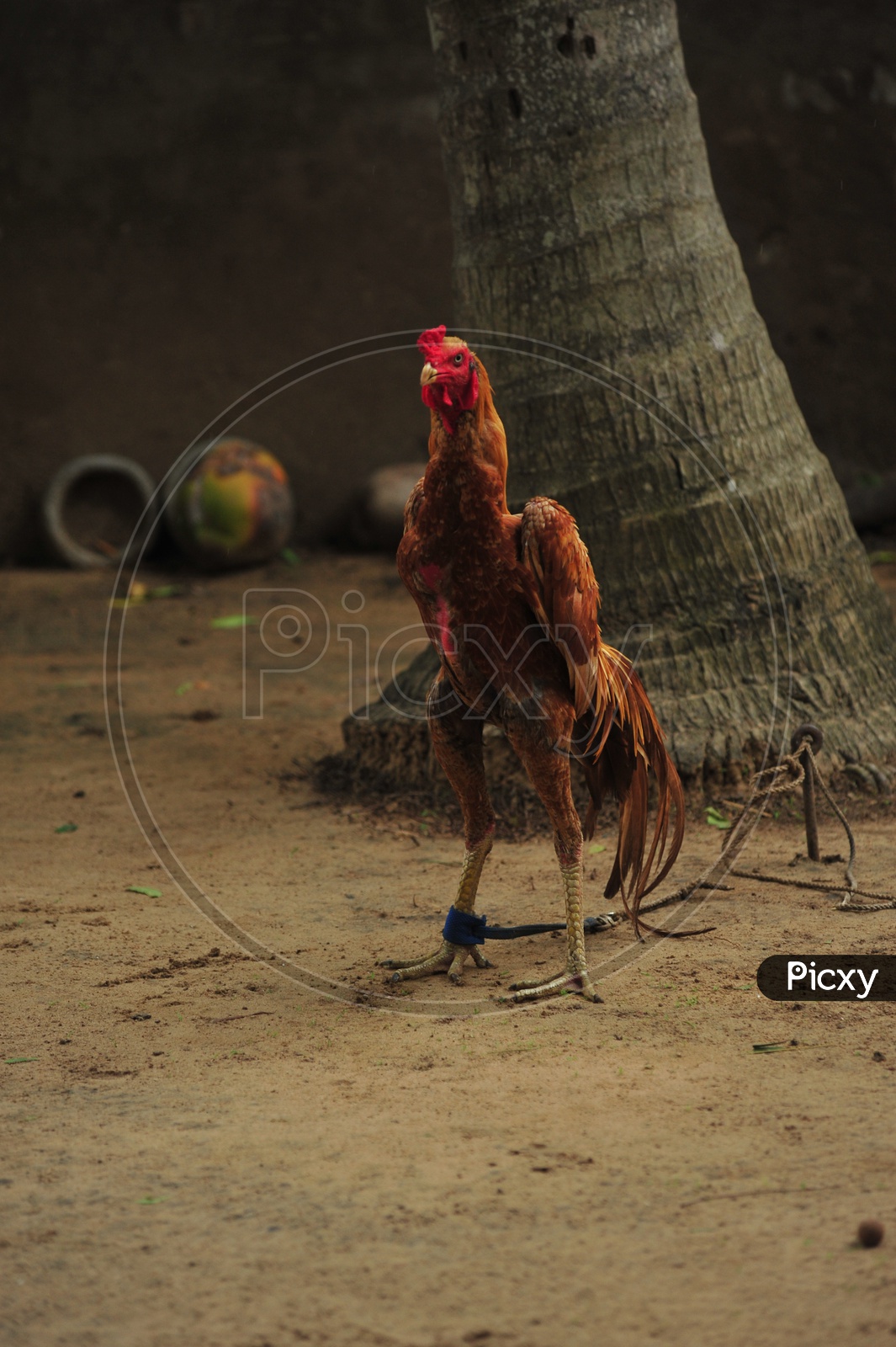 Cock Hen with its leg tied