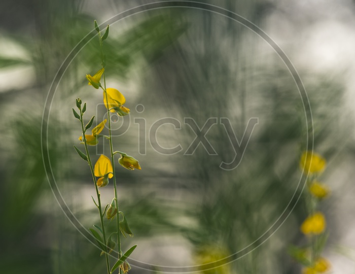 Mustard Plant With Field Bokeh Background