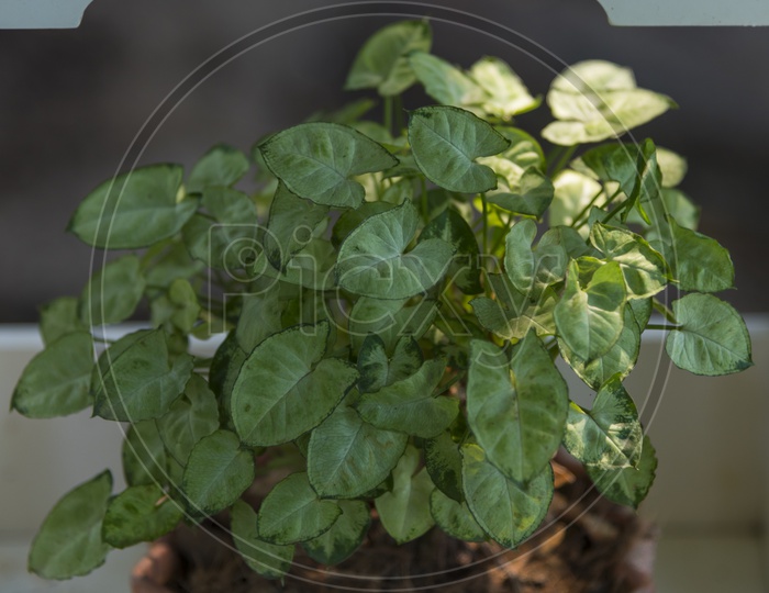 Plants Growing in a Pot at House