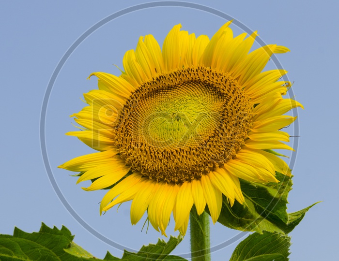 Closeup Of Sun Flower With Blue sky Background