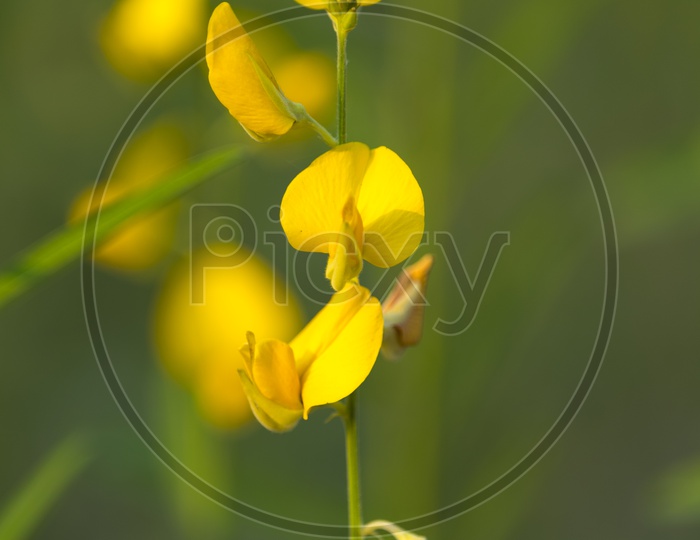 Mustard Flowers Closeup in Field Background