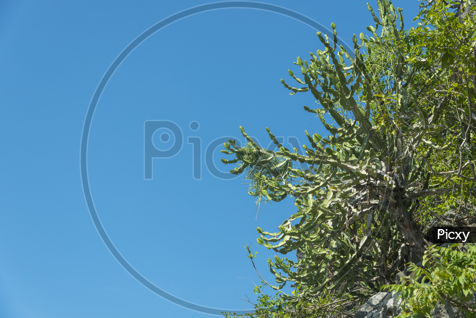 Cactus Plant  Canopy With Blue Sky