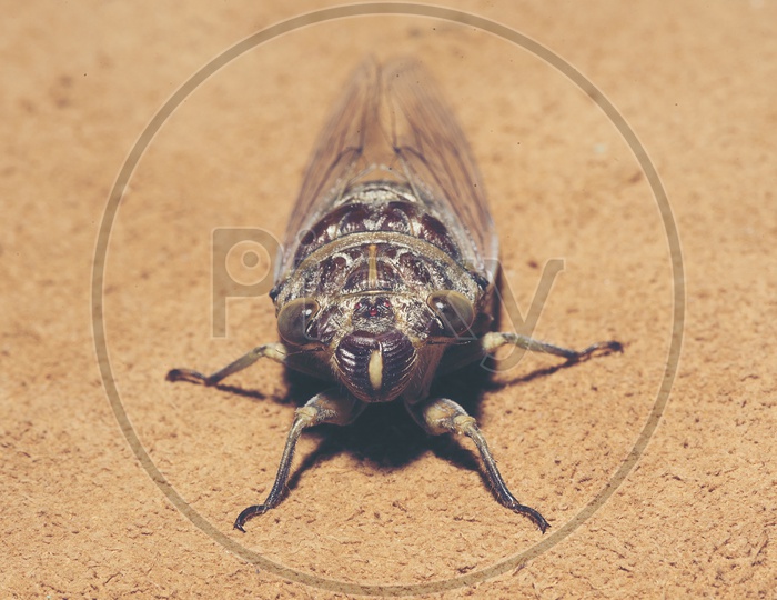 Cicada Cicadidae  Closeup