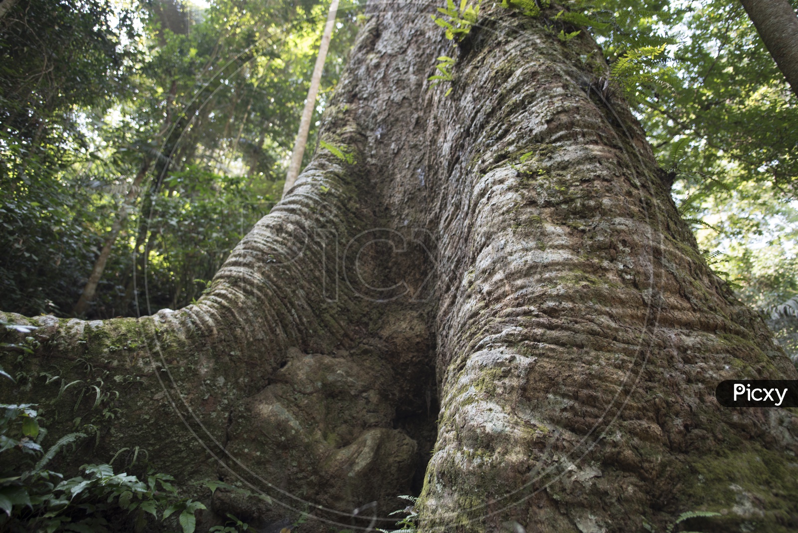 big tree trunk