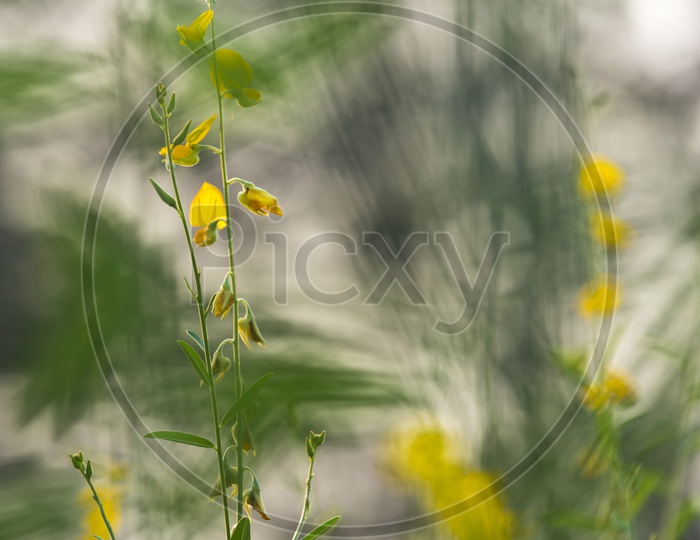 Young Mustard Plants With Field Bokeh Background