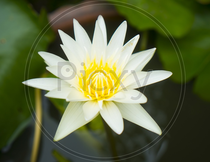 White Lotus Flower Closeup