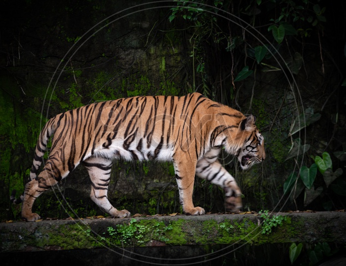 Close up Shot of Bengal Tiger Walking