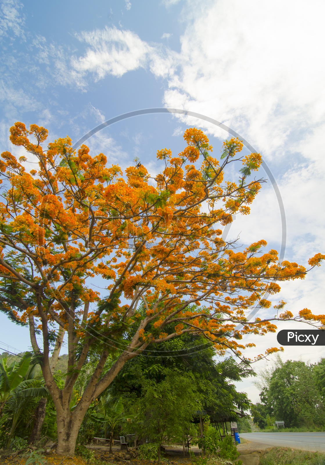 Delonix regia or Royal Poinciana Tree  or Peacock Flowers On tree With Blue Sky Background
