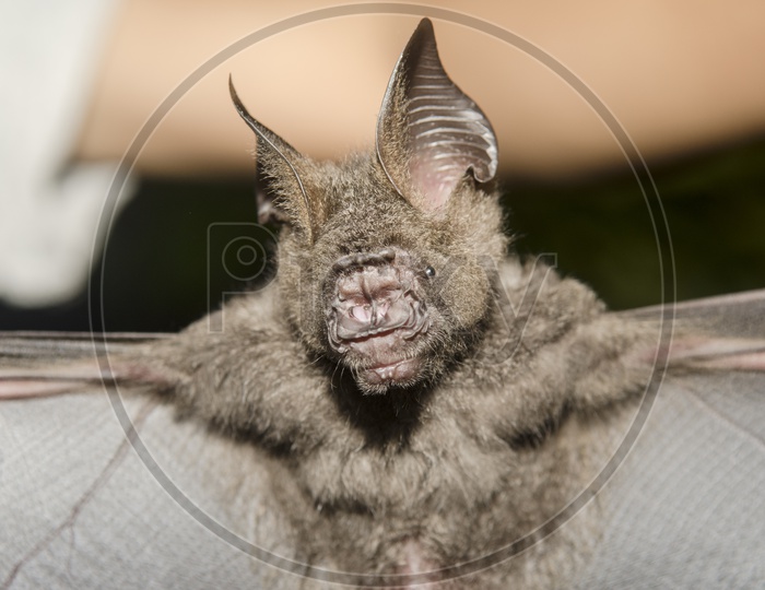 Closeup Of  a Bat