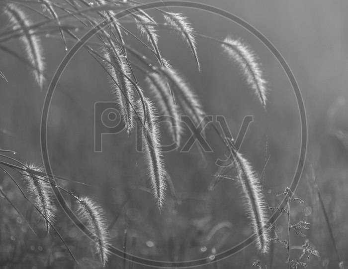 Silver Grass With Sunset Luminous Light Background