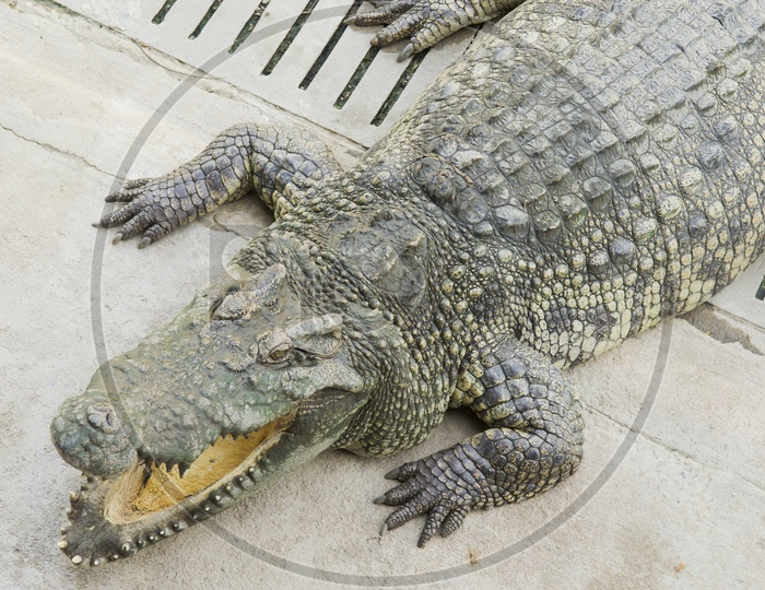 Crocodile Mouth Open Closeup  In a Zoo