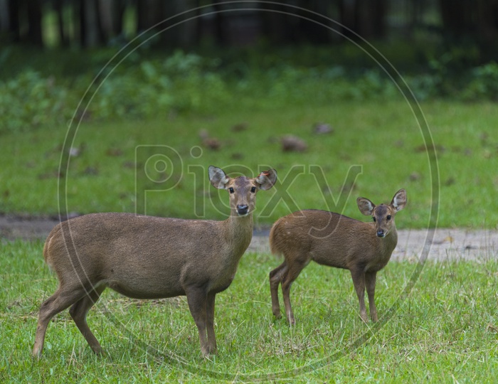 Wild Deer In Phu Kao National Park
