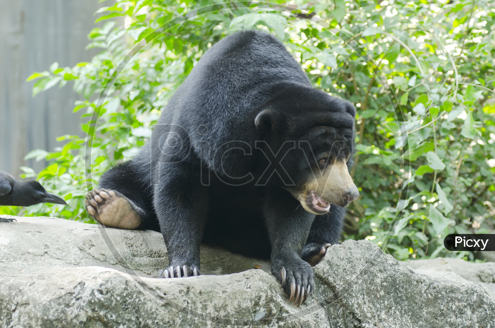 Black bear Sitting On Stone