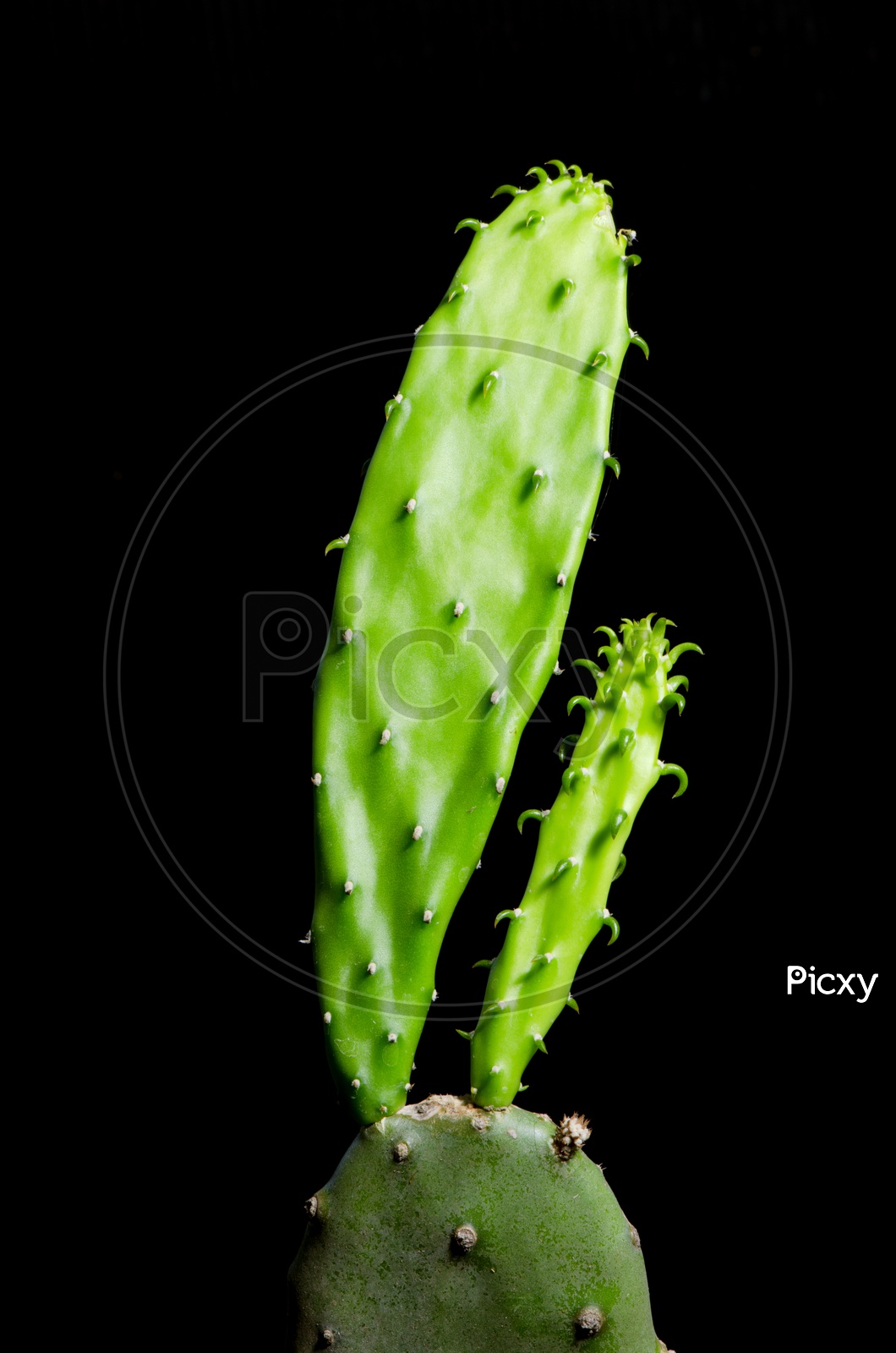 Enlarge Cactus germination Macro shot close up on Black Background
