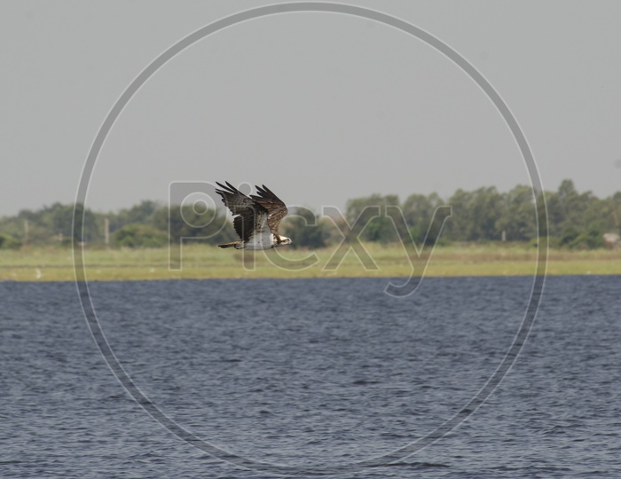 Hawk Or Eagle On Water Surface
