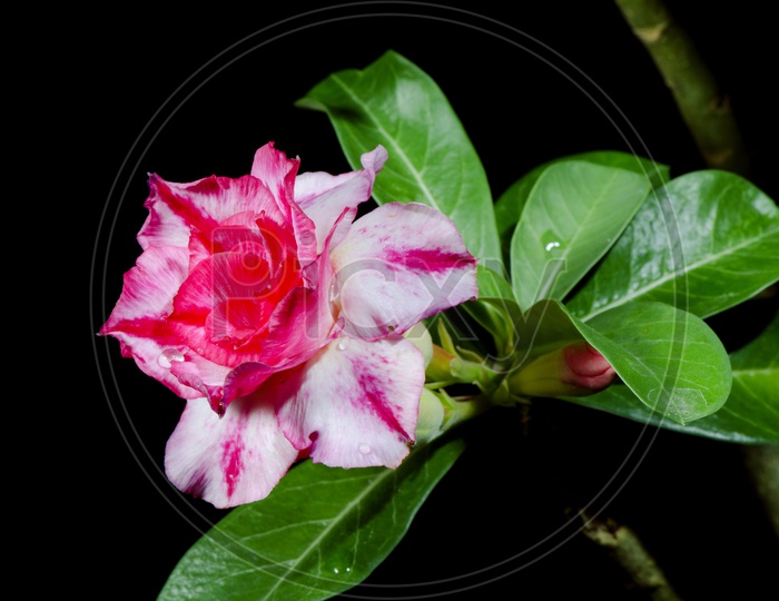 Camellia Flower Pink Blooming On Tree