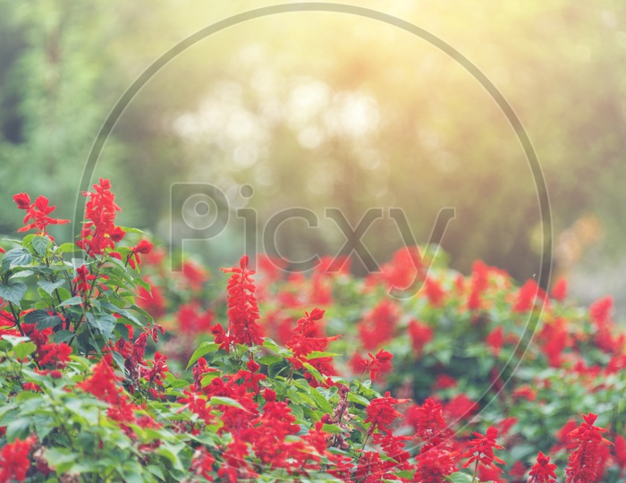 Red flowers in the garden with sun flare
